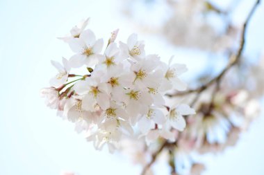 İlkbaharda açan güzel kiraz ağacı 