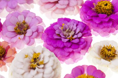 Krizantem çerçevesi beyaz arkaplanda izole edilmiş çiçekler 