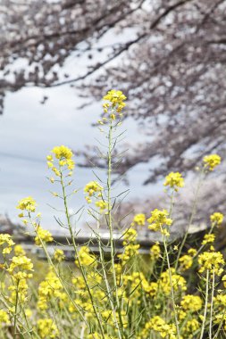 Çayırdaki küçük sarı çiçeklere yakın çekim