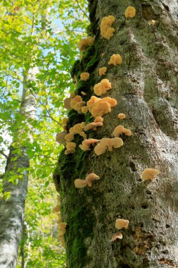 Doğadaki mantarların manzarasını kapat