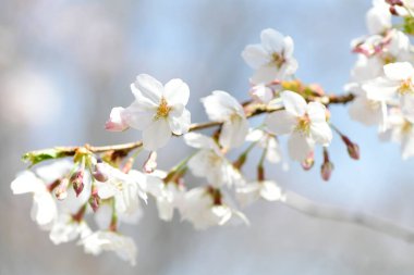 İlkbaharda açan güzel kiraz ağacı 