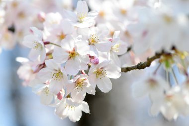 İlkbaharda açan kiraz ağacı 