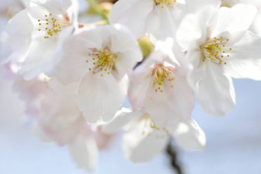 İlkbaharda açan kiraz ağacı 