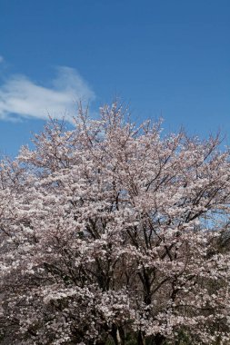 Japon sakura çiçeği pozu, bahar resmi.