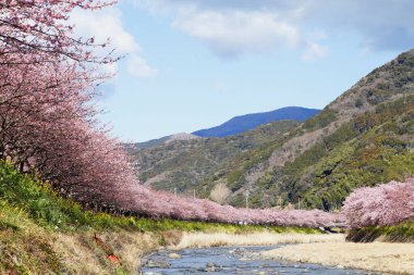 Kiraz çiçekleri Japonya 'da baharın sembolüdür..