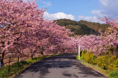 Kiraz çiçekleri ve sakura ağaçları