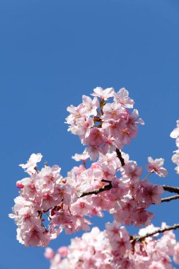 Kiraz çiçekleri Japonya 'da baharın sembolüdür..