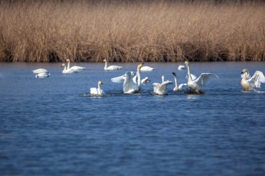 Mavi suda yüzen şaşırtıcı beyaz kuğular..