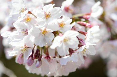 İlkbaharda açan kiraz ağacı 