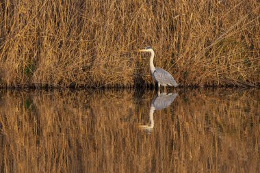 Gölde doğal bir ortamda duran büyük balıkçıl.               