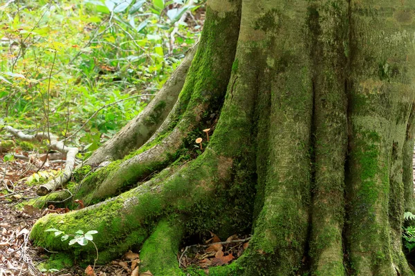 Кора Дерева Красивый Вид Природу Лесной Фон Концепции — стоковое фото