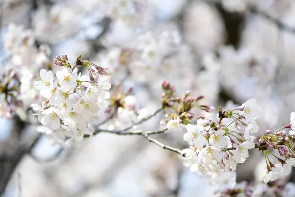 Красиві Білі Квіти Дереві Навесні — стокове фото