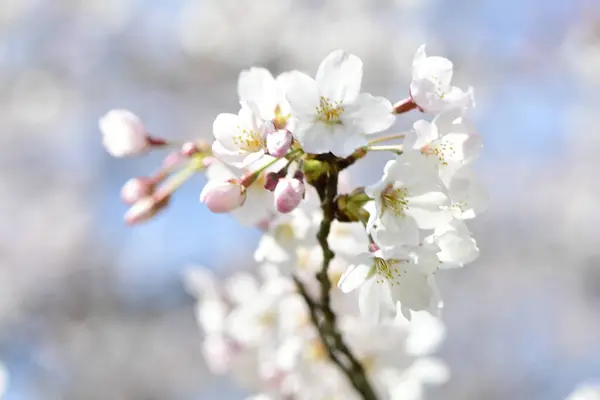 Вишневі Квіти Саду Красиве Квітуче Вишневе Дерево Навесні — стокове фото