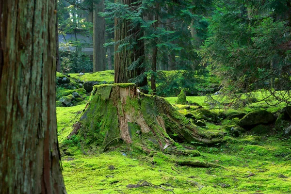 公園の美しい緑の木の森と木の景色の自然な景色 — ストック写真