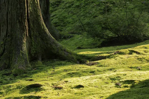 公園の美しい緑の木の森と木の景色の自然な景色 — ストック写真
