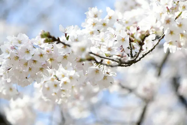Красиві Весняні Квіти Саду Вишневі Квіти — стокове фото