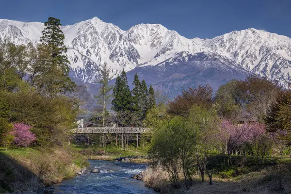 Güzel karlı dağlar, çiçek açan sakura ağaçları ve nehir manzarası. 