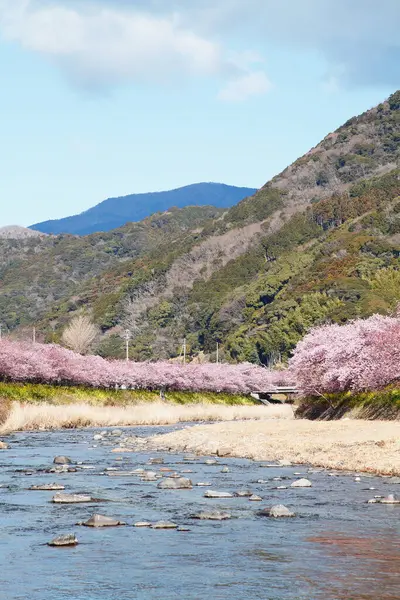Las Flores Cerezo Son Símbolo Primavera Japón —  Fotos de Stock