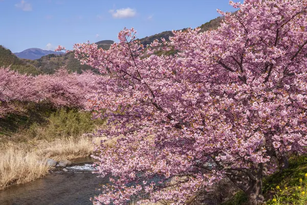 cherry blossom background view