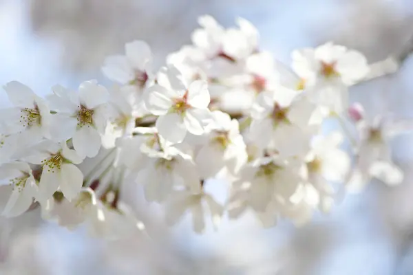 Квітуча Вишня Навесні — стокове фото