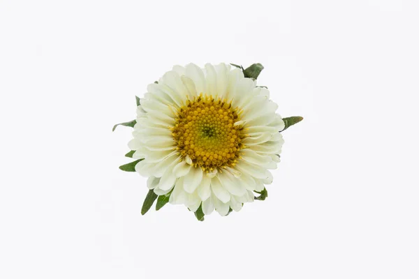 Bel Fiore Isolato Sfondo Bianco — Foto Stock