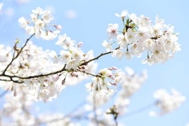 Ağaçtaki kiraz çiçeklerinin beyaz çiçekleri  