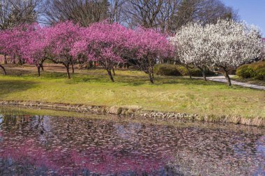 kiraz çiçeği arkaplan görünümü