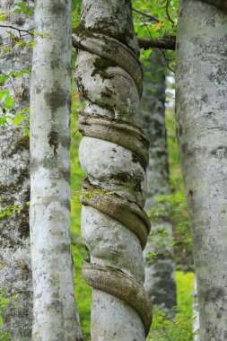 Ağaç kabuğu doğada güzel manzara, orman arka planı konsepti 