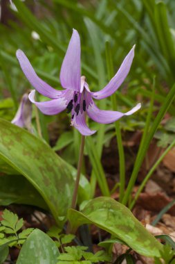 Bahçedeki mor çiçek.