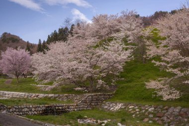 güzel kiraz ağaçları arka plan görünümü 