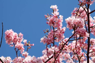 Kiraz çiçekleri Japonya 'da baharın sembolüdür..