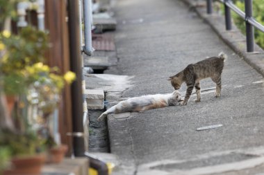 Şehir caddesinde iki sevimli evsiz kedi 