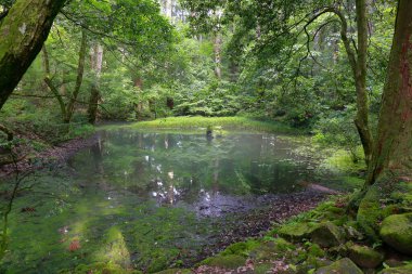 güzel doğa kavramı arka plan