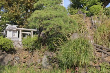 Yeşil Japon geleneksel bahçesi