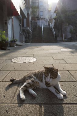 Güneşli bir günde sokakta dinlenen sevimli kedi portresi 