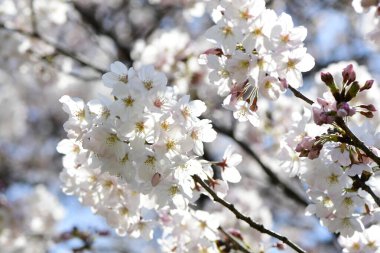 güzel açan kiraz çiçekleri, ilkbahar kiraz çiçekleri  