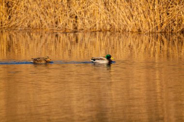 Sonbaharda gölde şirin ördekler