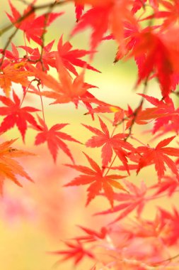 Yapraklı renkli sonbahar konsepti arkaplan görünümü 