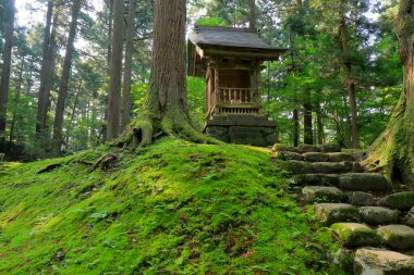 Japonya 'da yeşil ormanı olan Japon ahşap merdivenleri.