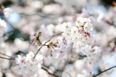 Bahçedeki güzel kiraz çiçeklerine yakın.