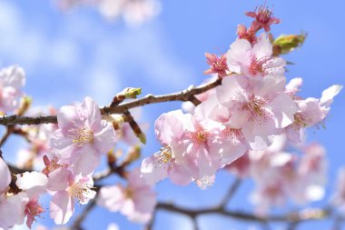 Japonya 'da güzel kiraz çiçekleri var. Görüntüyü kapat