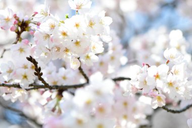 İlkbaharda açan kiraz ağacı 