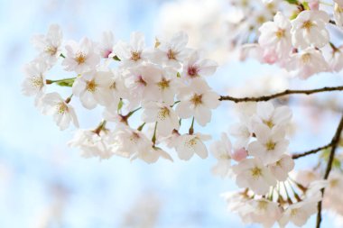 Ağaçtaki kiraz çiçeklerinin beyaz çiçekleri  