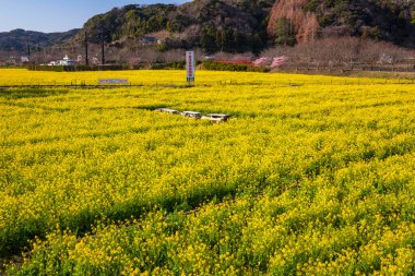 Çiçek tarlası olan güzel bir manzara