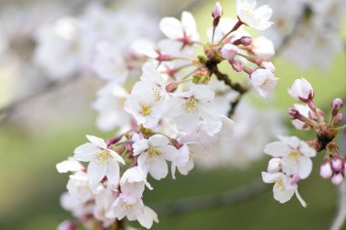 İlkbaharda açan kiraz ağacı 