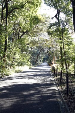 Ağaçlarla dolu ormanda yol
