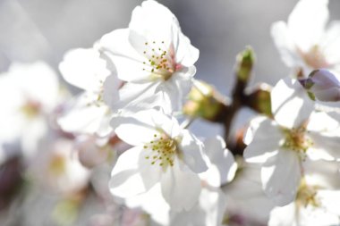 İlkbaharda açan kiraz ağacı 