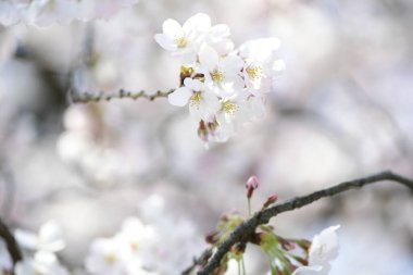 Bahçedeki güzel kiraz çiçeklerine yakın.