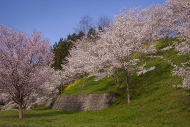 güzel kiraz ağaçları arka plan görünümü 