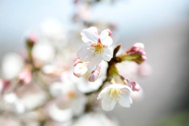 İlkbaharda açan kiraz ağacı 